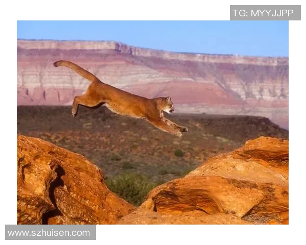 阿特拉斯与美洲狮的精彩对决结果揭晓，谁将胜出成焦点